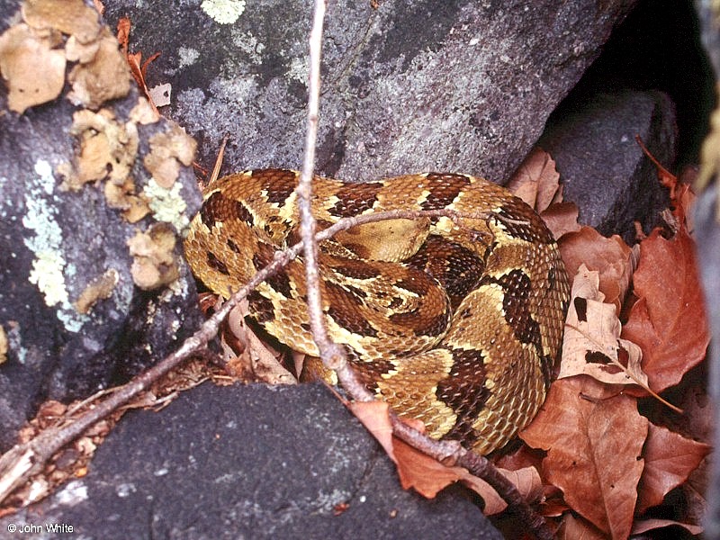 Timber Rattlesnake  (Crotalus horridus horridus)006.jpg [177 Kb]